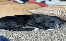 Portuguese Water Dog dogs for sale: ARTSEADOG KC registered Pure Portuguese Waterdogs - Image 7