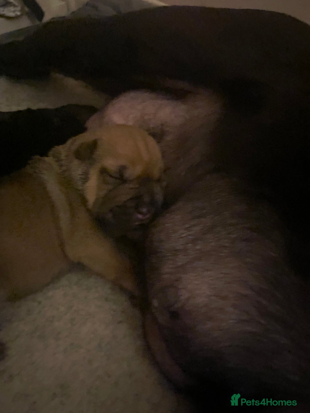 Shar Pei dogs for sale: Shar pei - Advert 7