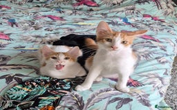 Mixed Breed cats for adoption: BOB &HARLEY BONDED BROTHERS NEUTERED FULL OF FUN  - Image 4