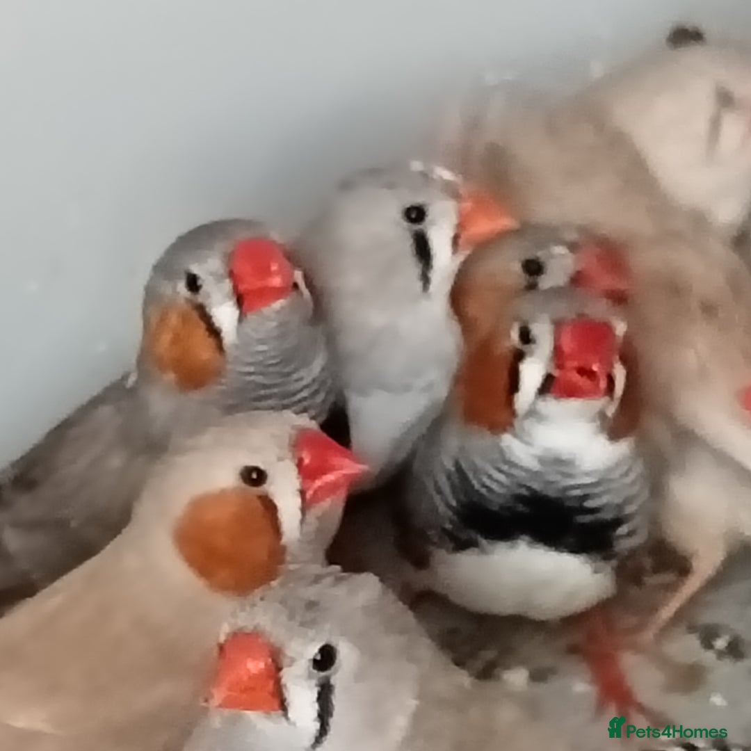 Finches birds for sale: Zabira finches  - Image 4