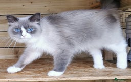 Siberian cats for sale: Stunning Neva Masquerade Siberian young adult vat - Image 3