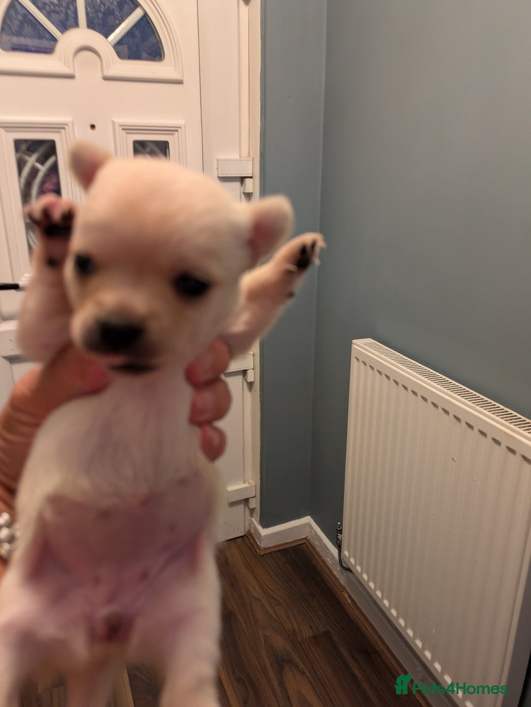 Chihuahua dogs for sale: Chihuahua  - Image 4