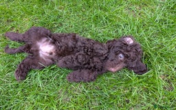 Labradoodle dogs for sale: 🐾Stunning Mini Labradoodle F1b Pups DNA Check🐾  - Image 5