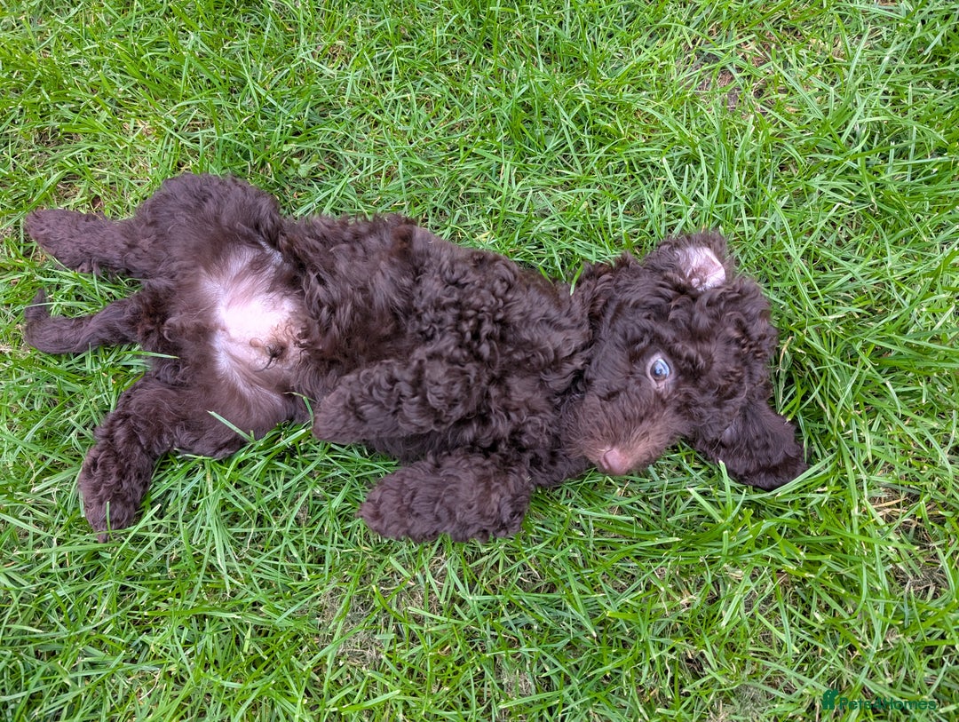 Labradoodle dogs for sale: 🐾Stunning Mini Labradoodle F1b Pups DNA Check🐾  - Image 5