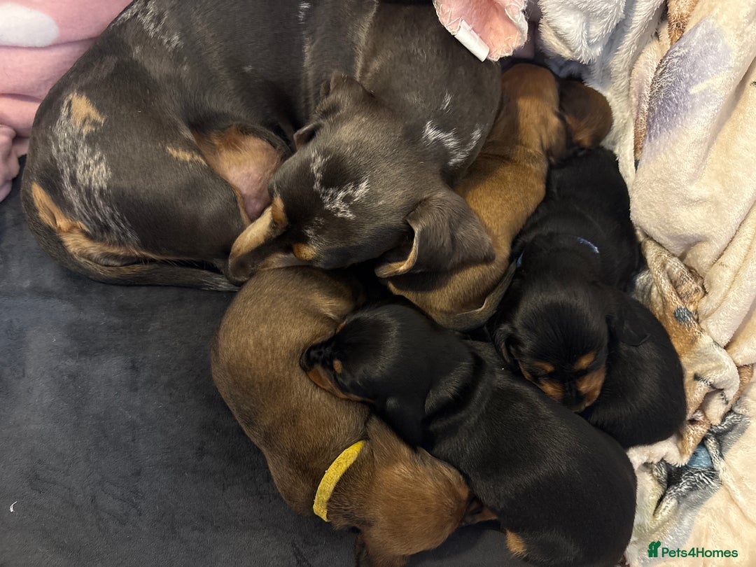 Dachshund dogs for sale: Beautiful dachshunds ready to leave now - Advert 18