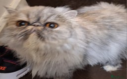 Persian cats for sale: Champion  titled female neutered persian  - Image 5