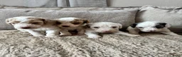 Cavapoo dogs for sale: Ready Now extensively health tested cavapoo - Advert 14