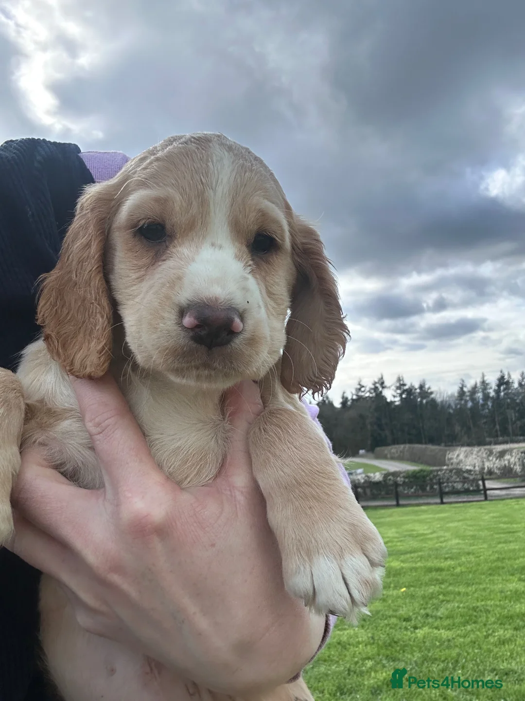 Cocker Spaniel dogs for sale: Beautiful Family Red and Lemon Cocker Spaniel Pups - Advert 2