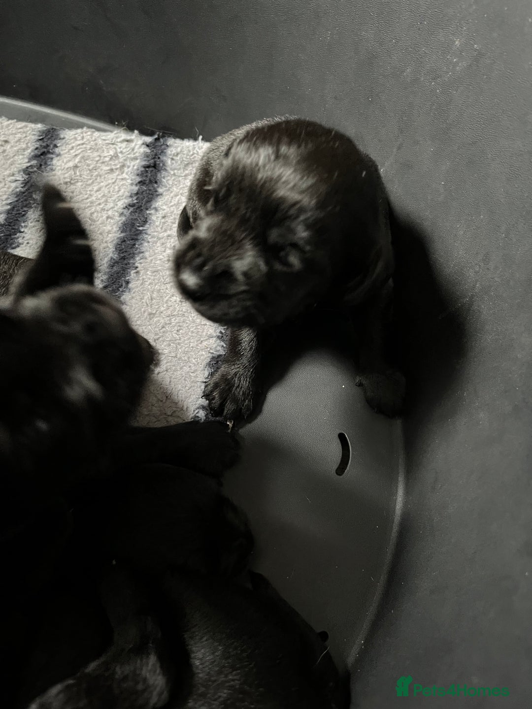 Cockerdor dogs for sale: 5 beautiful cockerdor puppies  - Image 5