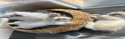 Ragdoll cats for sale: Ready to leave reduced price  - Advert 20