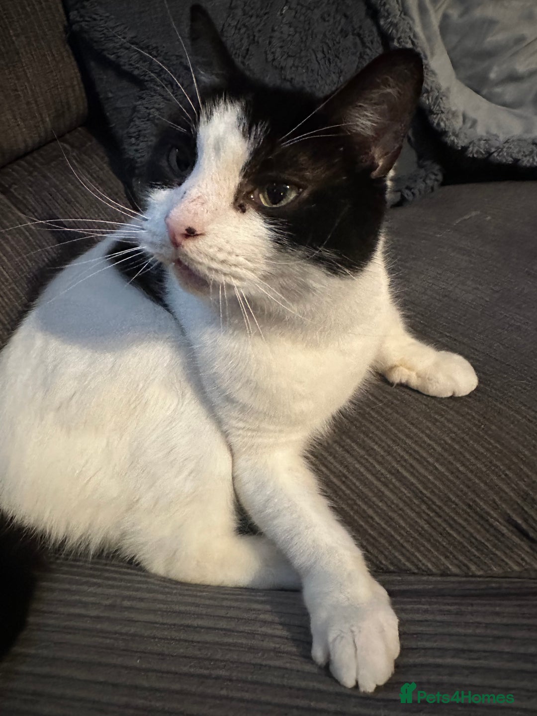 Mixed Breed cats for sale: Can you give Dennis a loving home? - Image 3