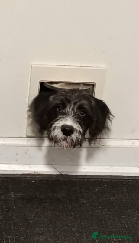 Mixed Breed dogs Unfortunately need to rehome - Advert 11