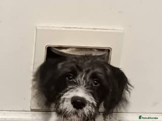 Mixed Breed dogs Unfortunately need to rehome - Advert 2