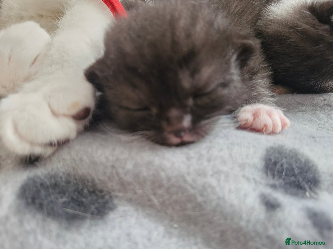 British Shorthair cats for sale: British Shorthair Mix Kittens  - Image 8