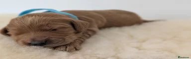 Australian Labradoodle 2