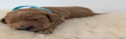 Australian Labradoodle dogs for sale: Birth announcement📣  📣 - Advert 9