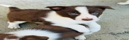 Border Collie dogs for sale: Gorgeous border collie puppies  - Advert 3
