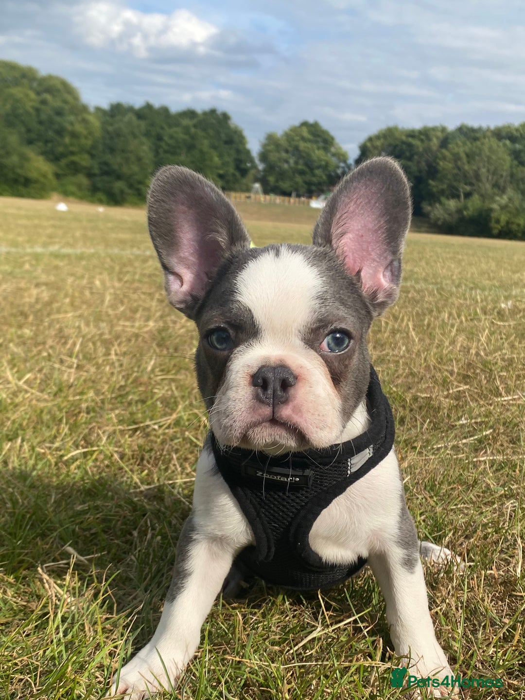 French Bulldog dogs for sale: French bulldog puppies - 3 boys 1 girl (pink husky - Image 26