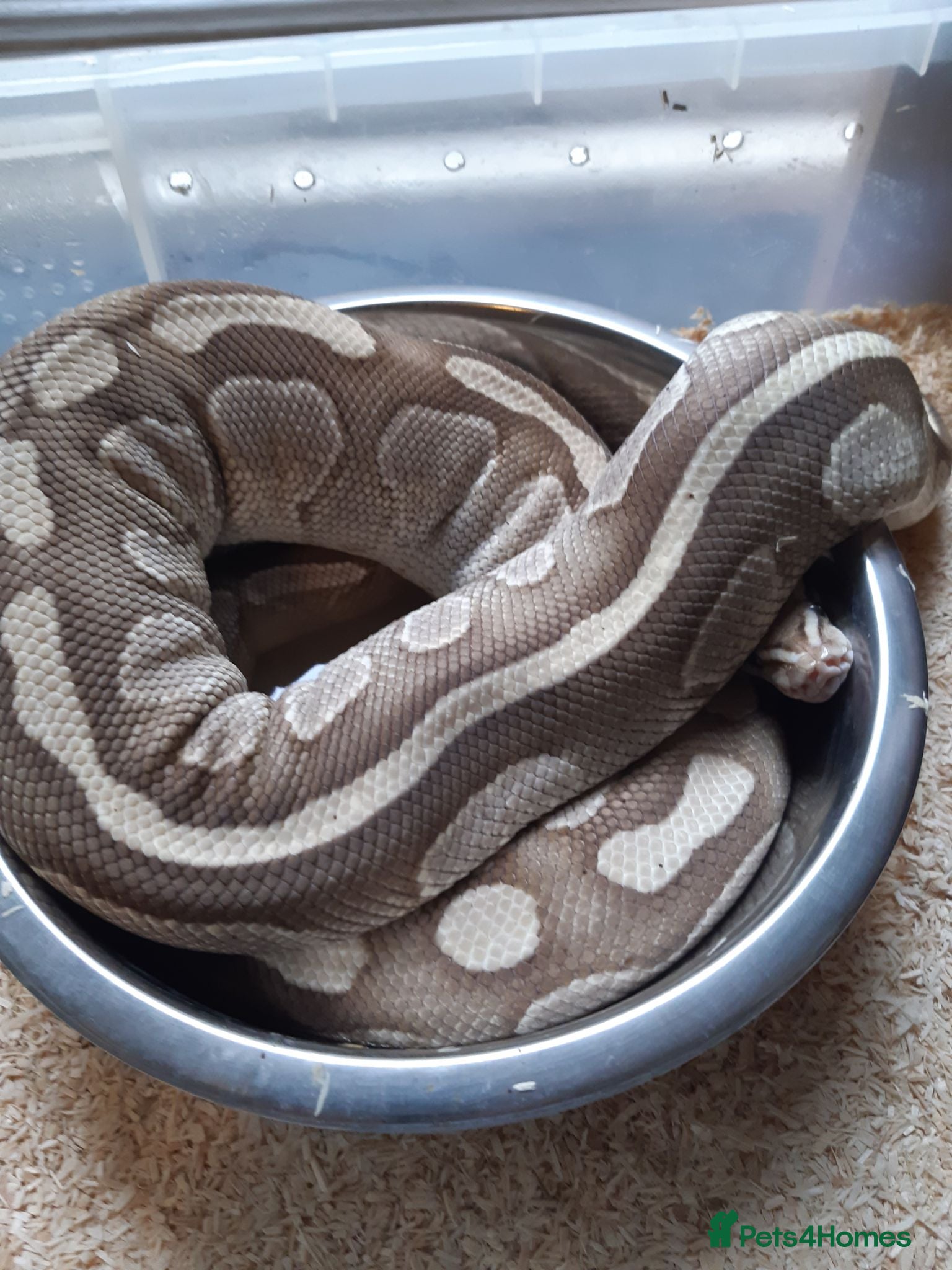 Python Snake reptiles Royal Python collection - Advert 1