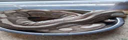 Python Snake reptiles for sale: Royal Python collection in Westcliff-on-Sea - Advert 1