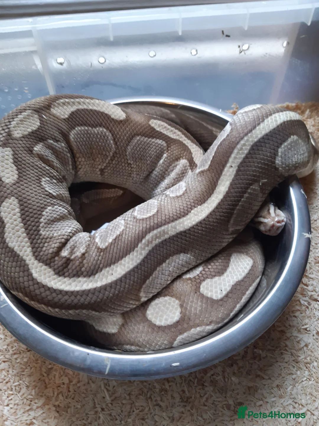 Python Snake reptiles for sale: Royal Python collection in Westcliff-on-Sea - Advert 1
