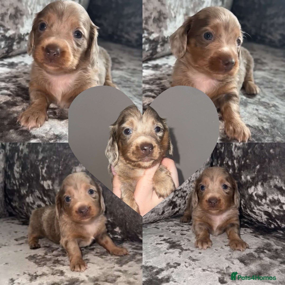 Miniature Dachshund dogs for sale: Miniature dachshund  - Image 4