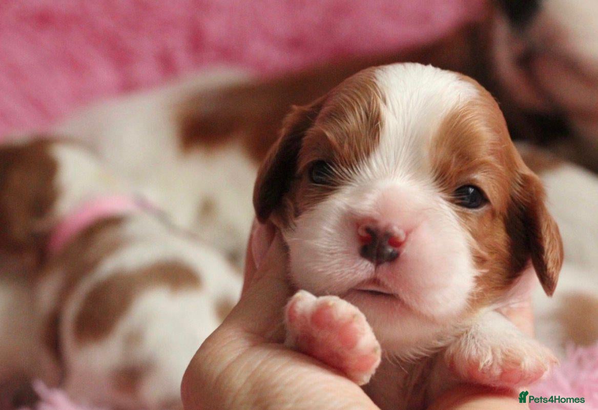 Cavalier King Charles Spaniel dogs KC reg TOP standard Cavaliers King Charles Spaniel - Advert 1