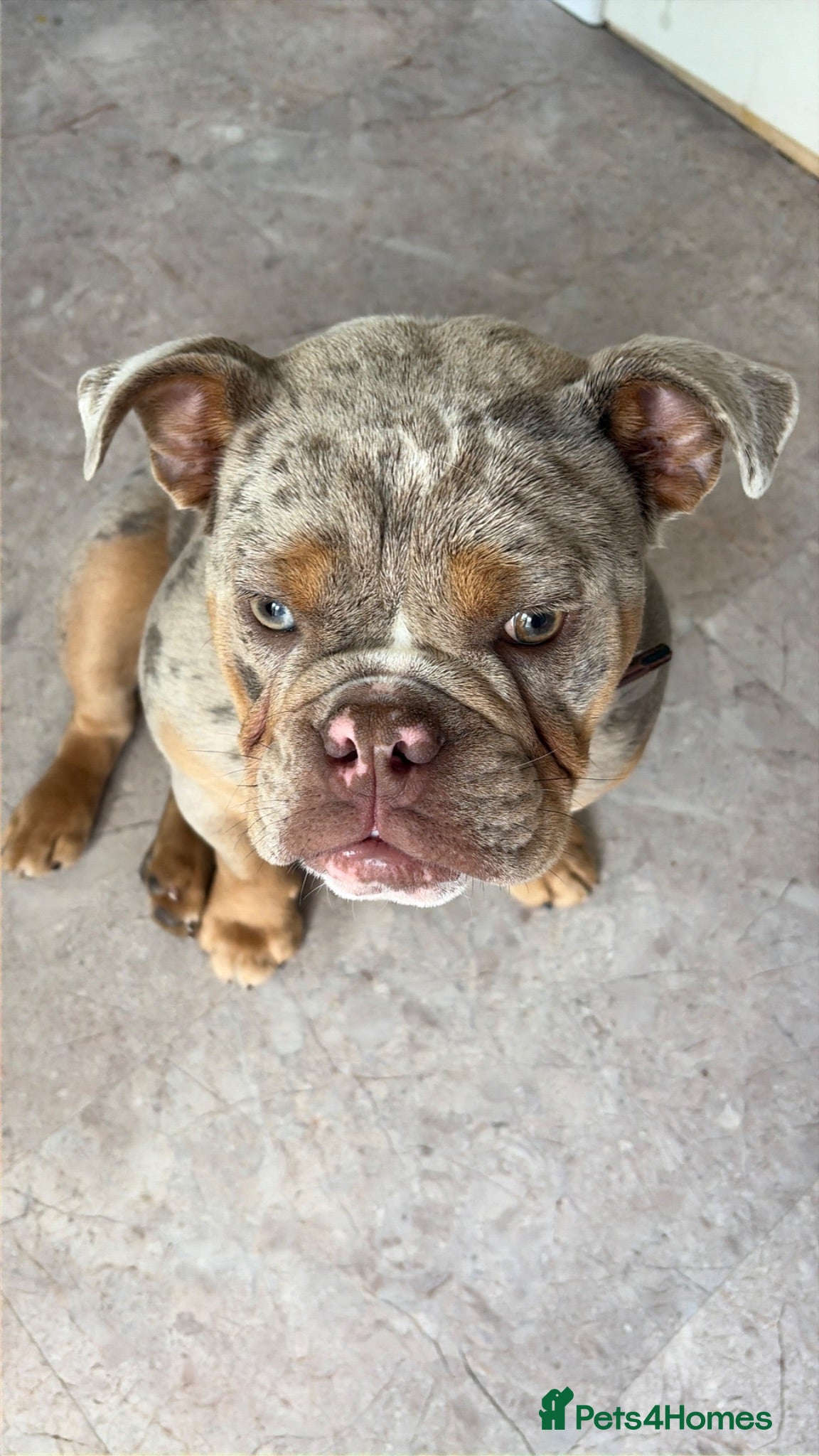 English Bulldog dogs KC Reg Female English Bulldog Lilac Merle 6 Months - Advert 11