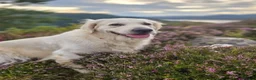 Golden Retriever dogs for sale: Golden Retriever - Advert 14