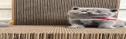 British Shorthair cats for sale: GCCF Active Registered British Shorthair Kittens - Advert 1