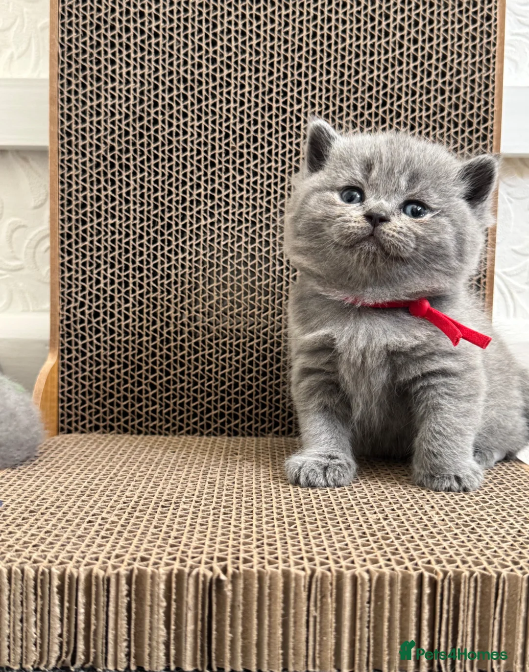 British Shorthair cats for sale: GCCF Active Registered British Shorthair Kittens - Advert 1