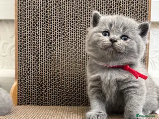 British Shorthair cats GCCF Active Registered British Shorthair Kittens - Advert 2