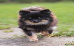 Pomeranian dogs for sale: Black and Tan Male Pomeranian  - Image 3