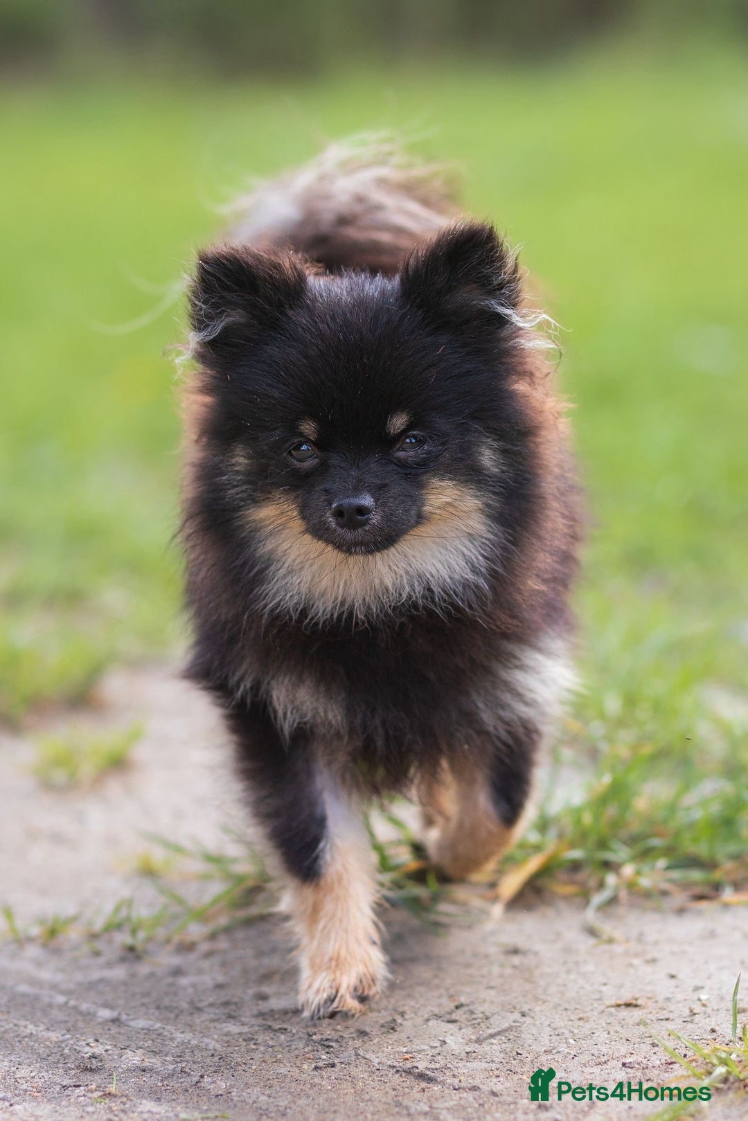 Pomeranian dogs for sale: Black and Tan Male Pomeranian  - Image 3