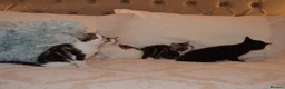 Mixed Breed cats for sale: 4 Beautiful Gentle Kittens for Sale - Advert 20