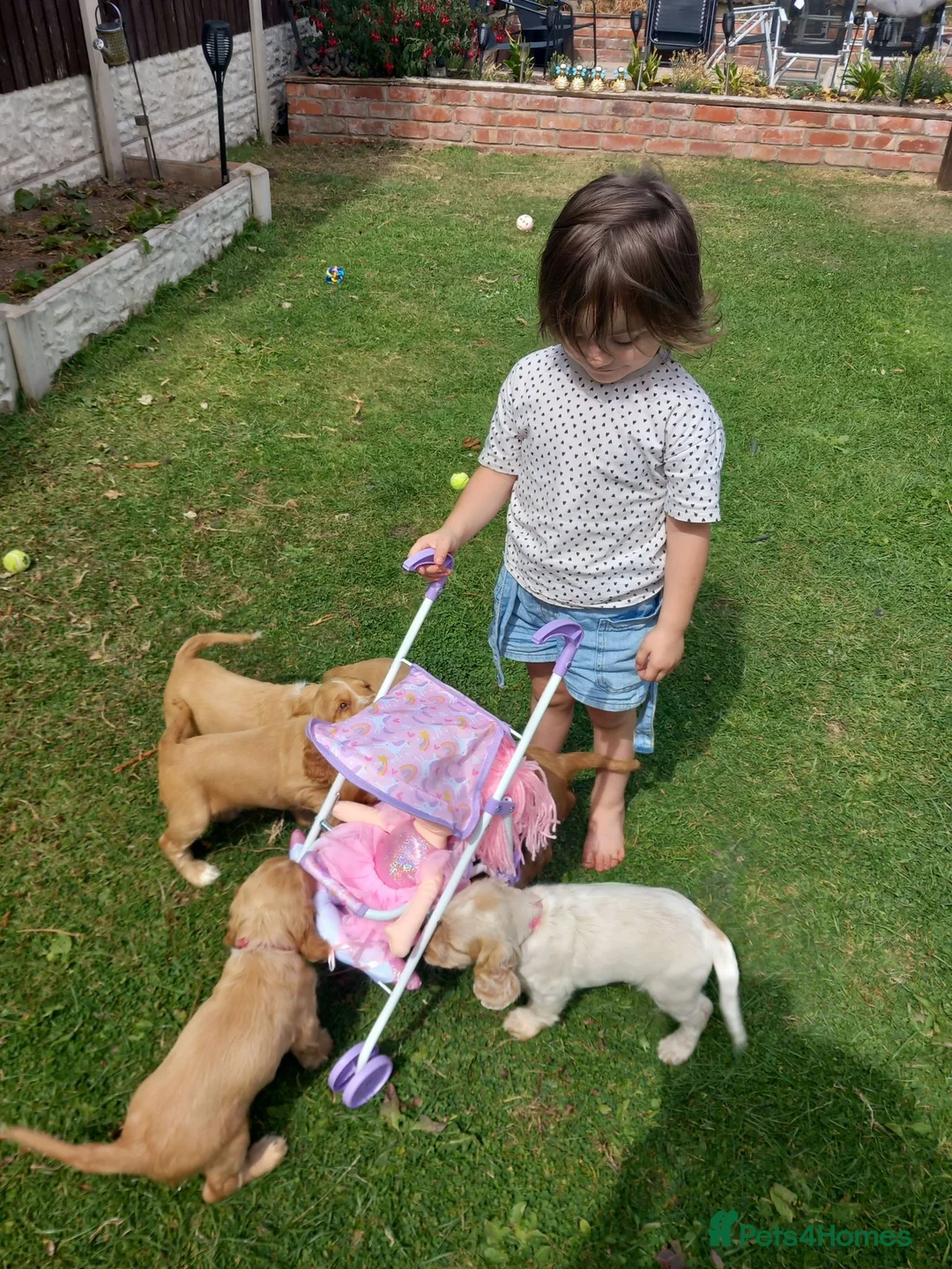 Cocker Spaniel dogs for sale: Cocker spaneil puppies  in Nottingham - Advert 1