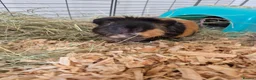 Guinea Pig rodents for sale: Pair of 2-Year-Old Male Guinea Pigs in Harrogate - Advert 4
