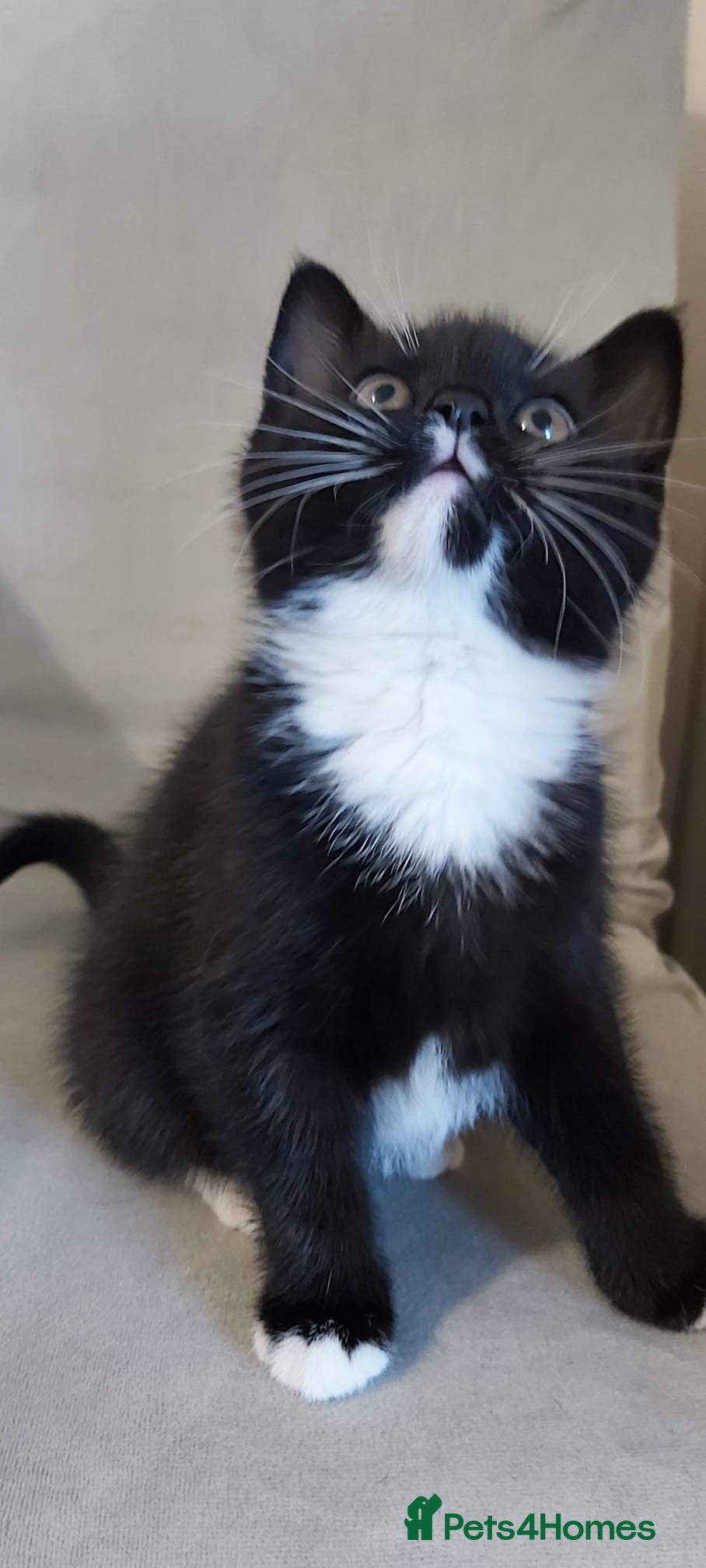 British Shorthair cats Beautiful little kittens  - Advert 13