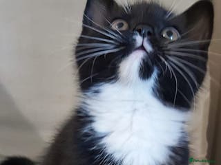 British Shorthair cats All kittens are sold out. - Advert 17