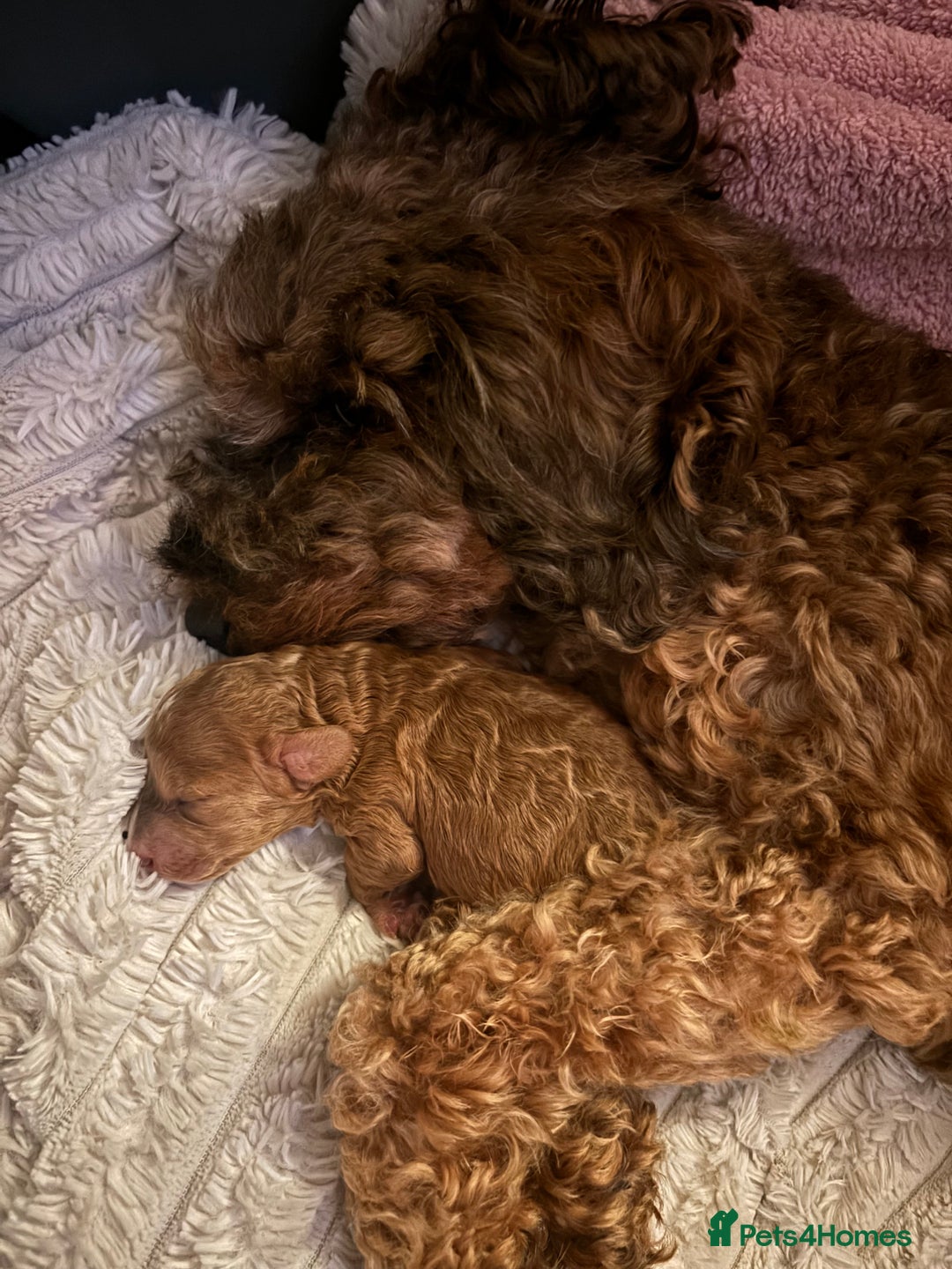 Cockapoo dogs for sale: Stunning cockapoo puppies - Advert 5