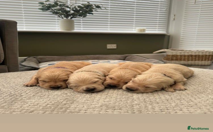 Golden Retriever dogs Kc Reg Health Tested Golden Retriever Puppies  - Advert 4