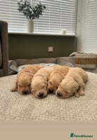 Golden Retriever dogs Kc Reg Health Tested Golden Retriever Puppies - Advert 2