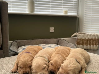 Golden Retriever dogs Kc Reg Health Tested Golden Retriever Puppies - Advert 5