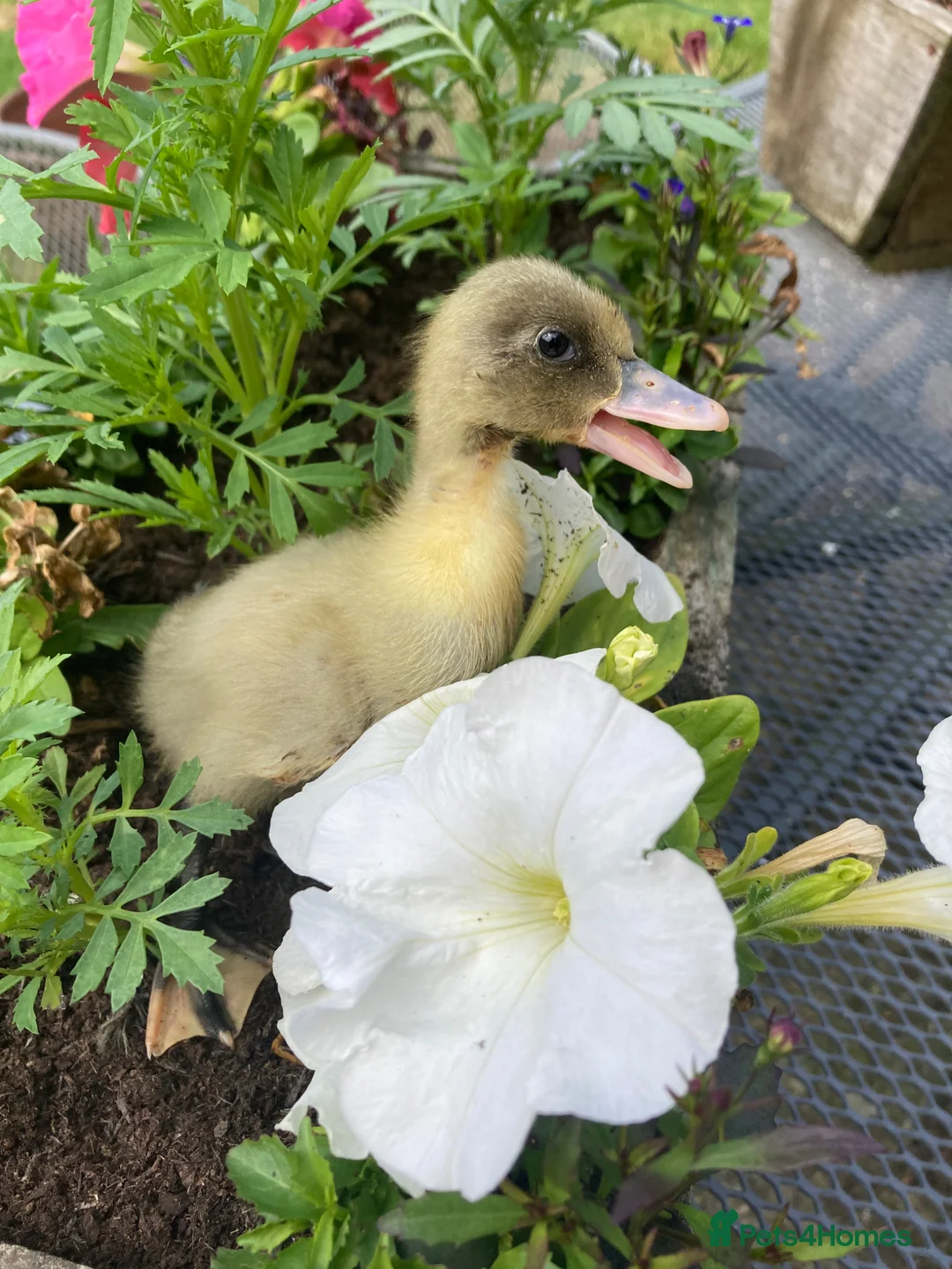 Ducks poultry for sale: Pom Pom Runner Ducklings  - Advert 2