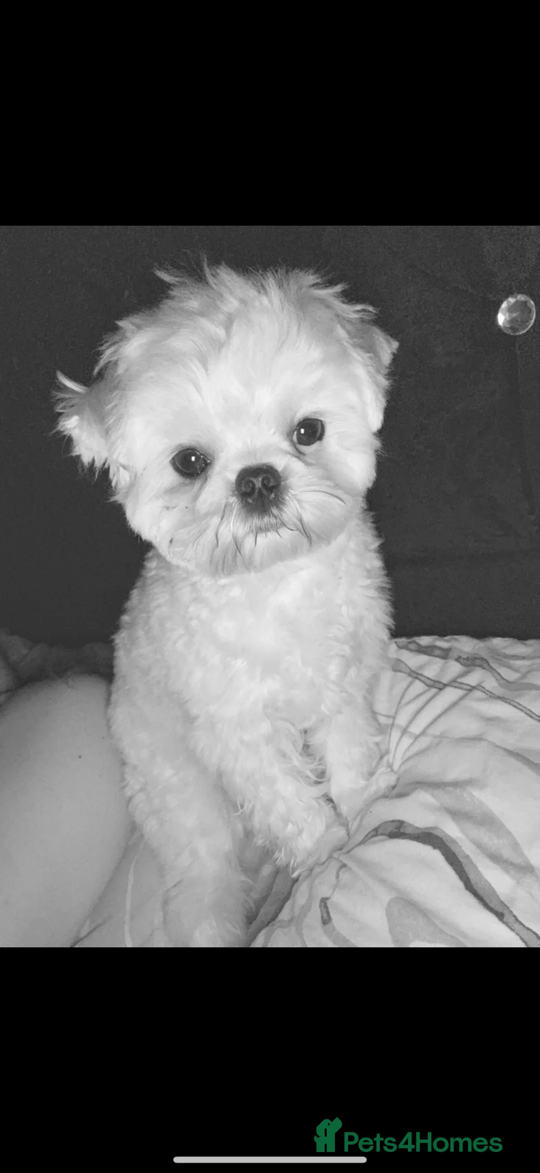 Maltese dogs for stud: STUD  in Paisley - Advert 2