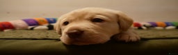 Labrador Retriever dogs for sale: Chunky Labrador Puppies (3 Girls & 2 Boys) - Advert 11