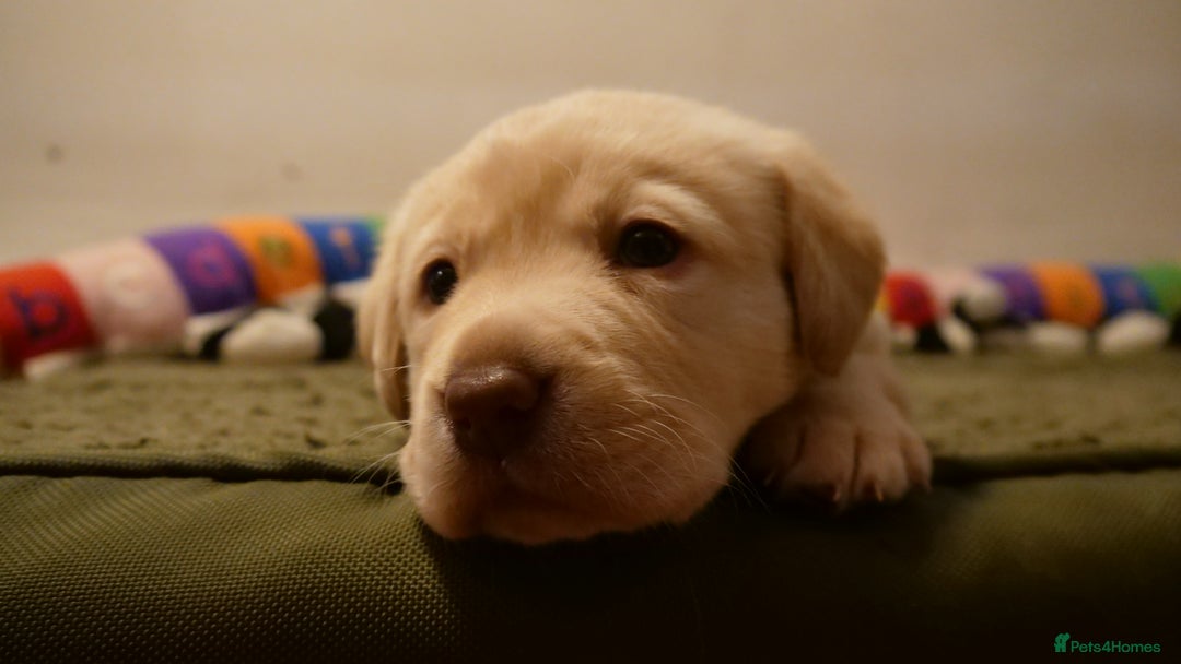 Labrador Retriever dogs for sale: Chunky Labrador Puppies (3 Girls & 2 Boys) - Advert 11