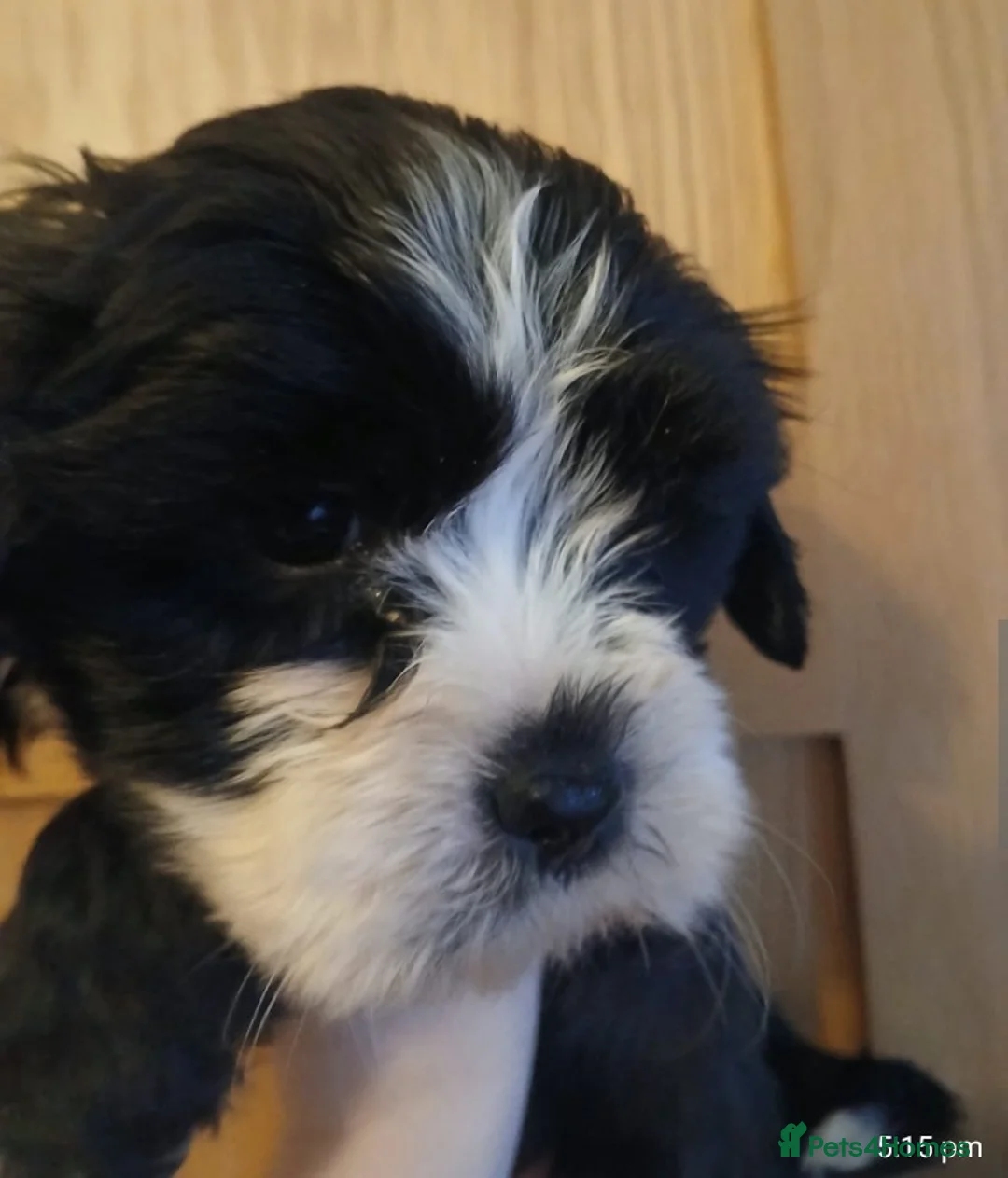 Mixed Breed dogs for sale: 4 beautiful female shipoos available now  - Advert 3