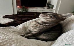 Bengal cats for sale: Half breed Bengal kittens for sale - Image 5