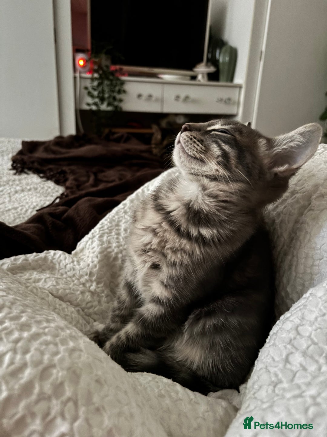 Bengal cats for sale: Half breed Bengal kittens for sale - Image 5